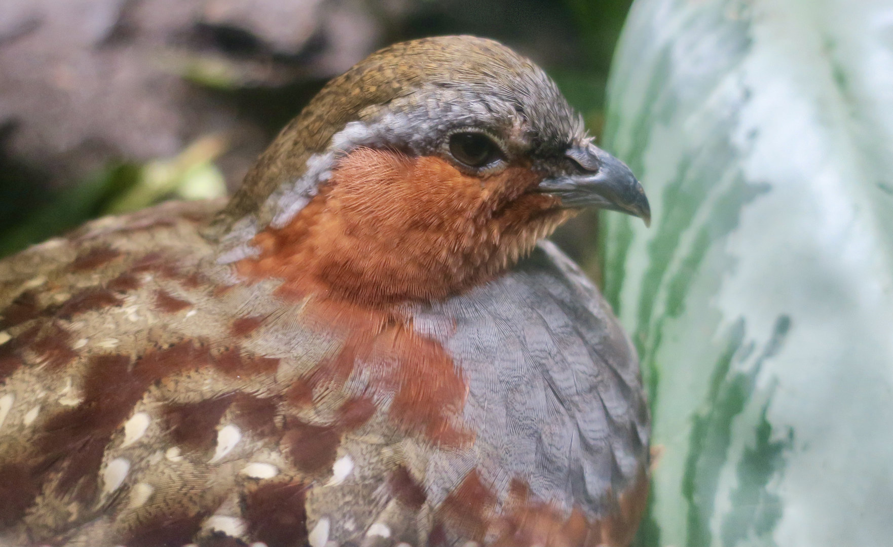 Chinese Bamboo Partridge (Bambusicola thoracicus)