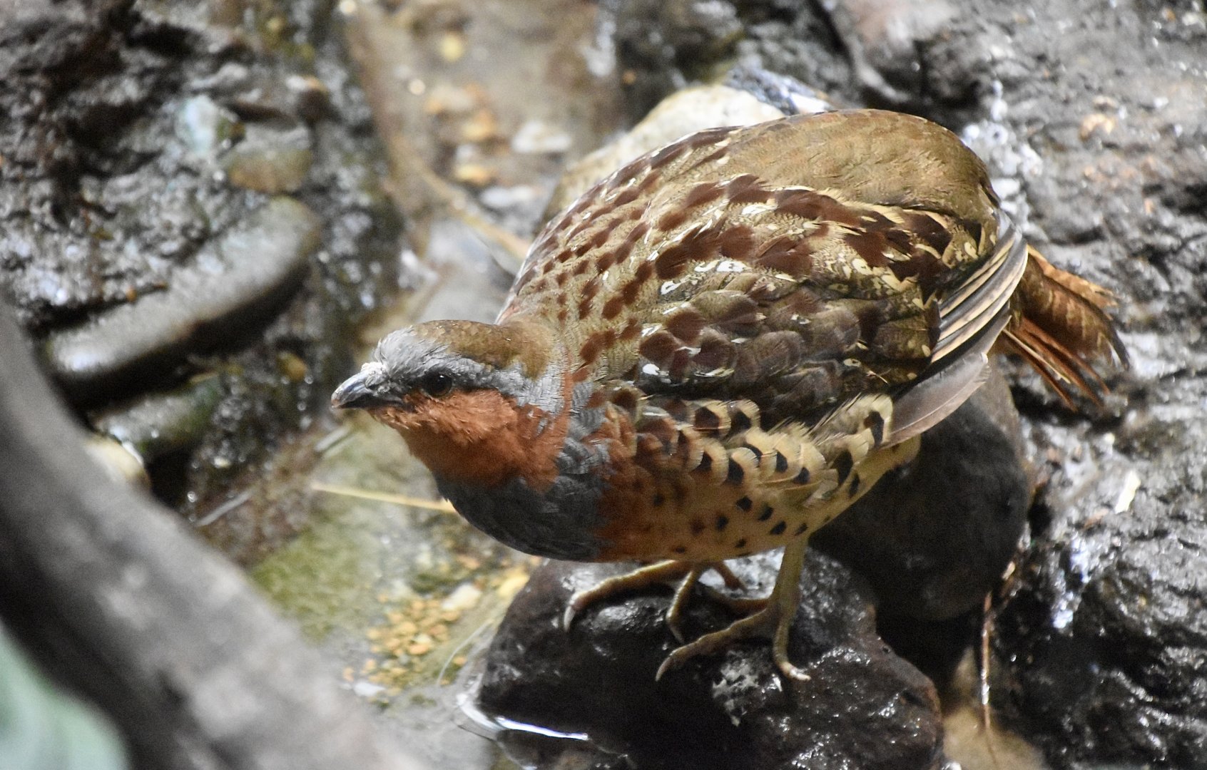 Chinese Bamboo Partridge (Bambusicola thoracicus)