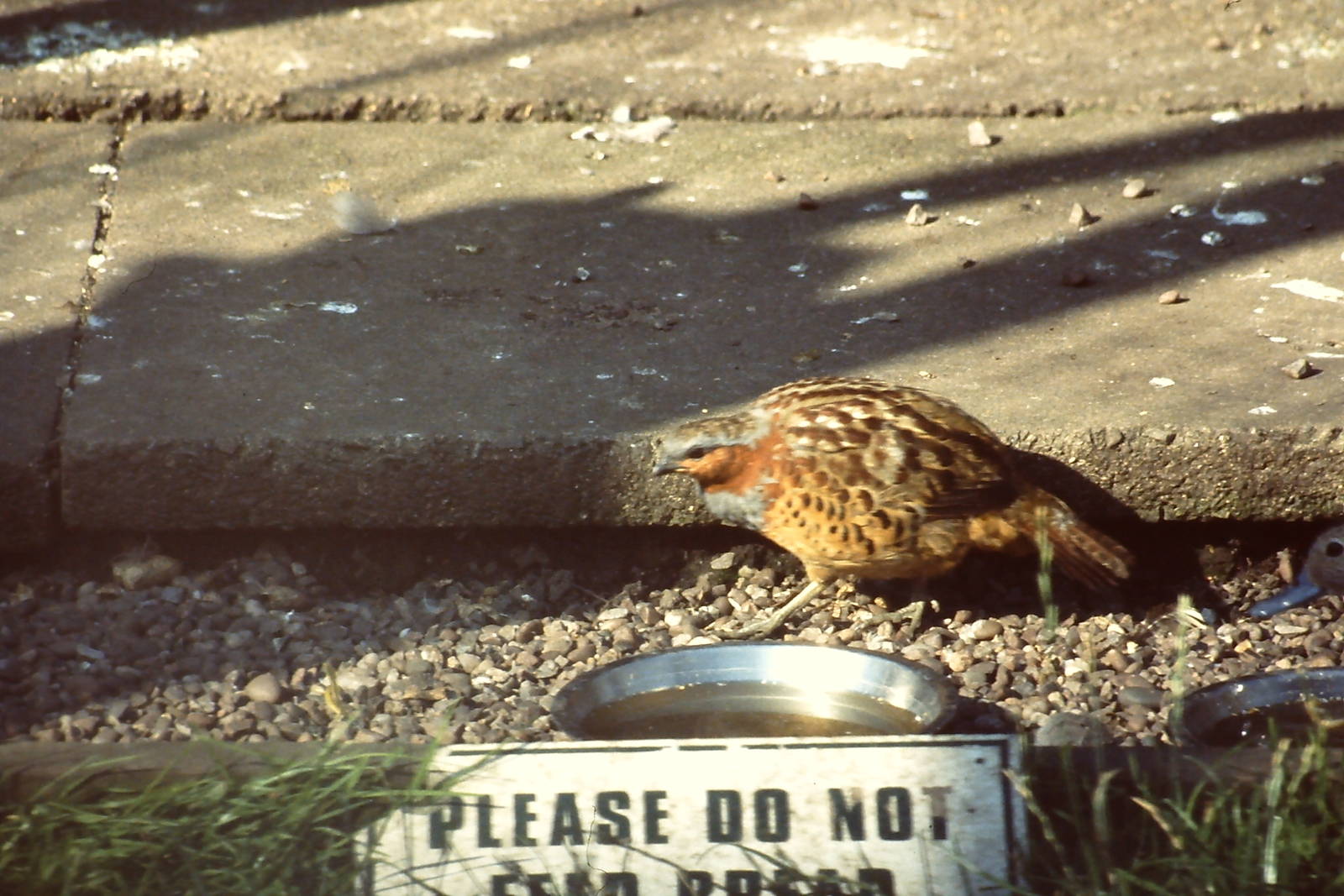 Chinese Bamboo Partridge
