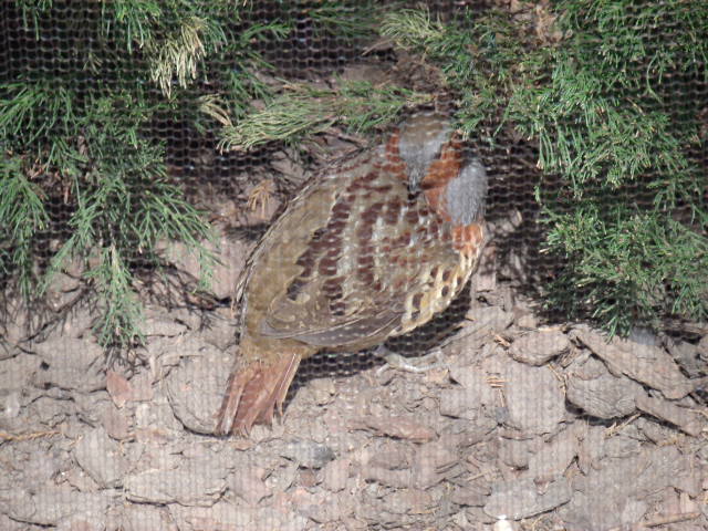 Chinese Bamboo-Partridge