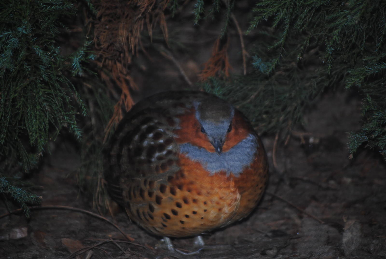 Chinese Bamboo Partridge