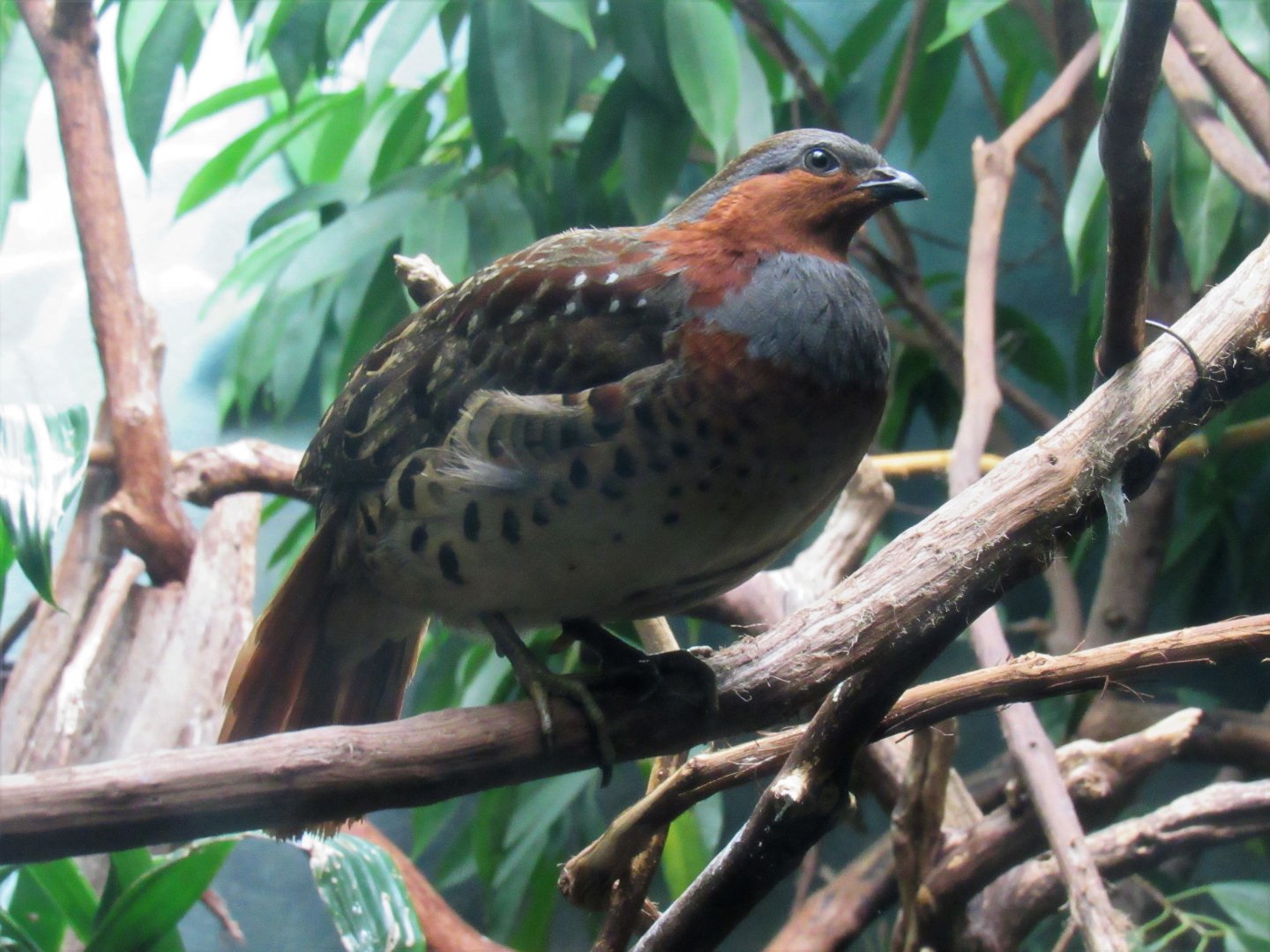 Chinese bamboo-partridge