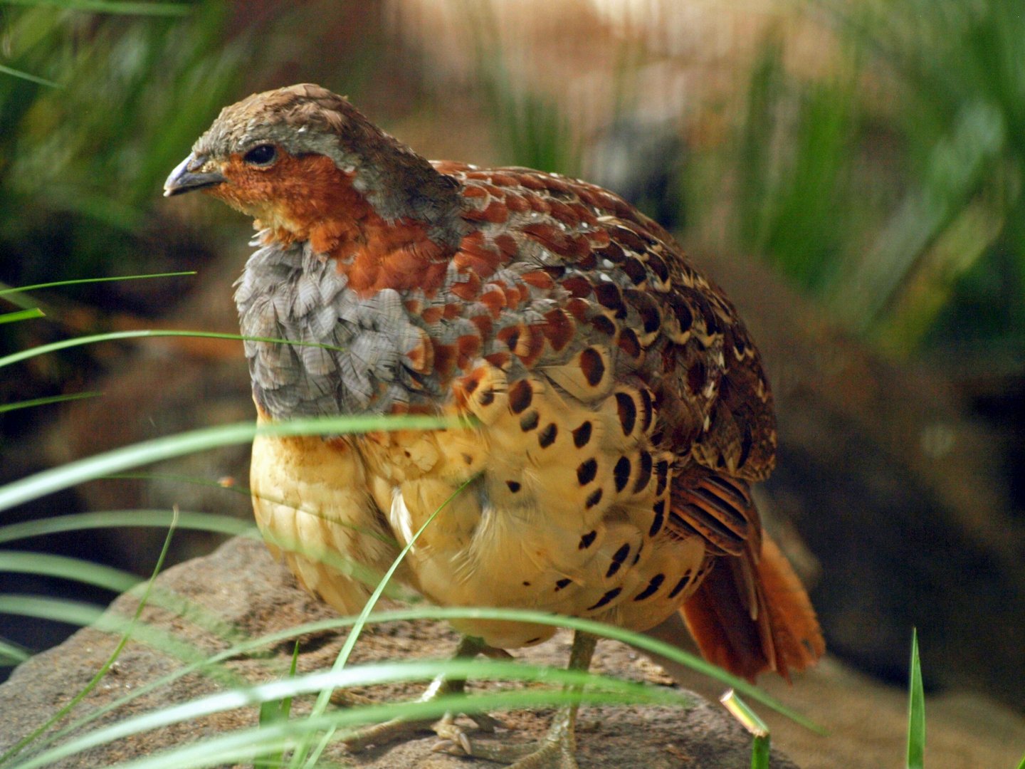 Chinese bamboo partridge