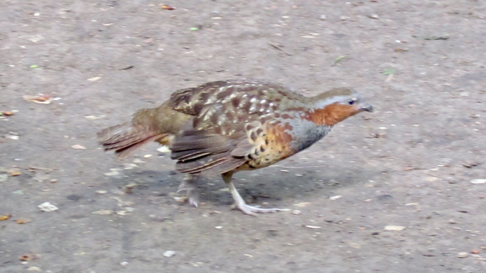 Chinese Bamboo Partridge