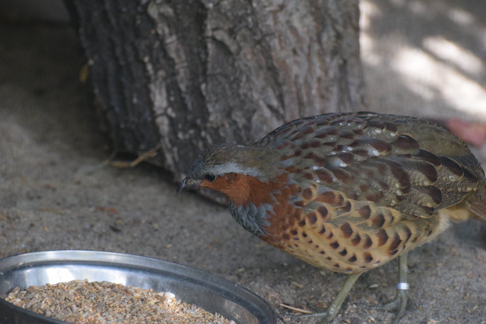 Chinese bamboo partridge