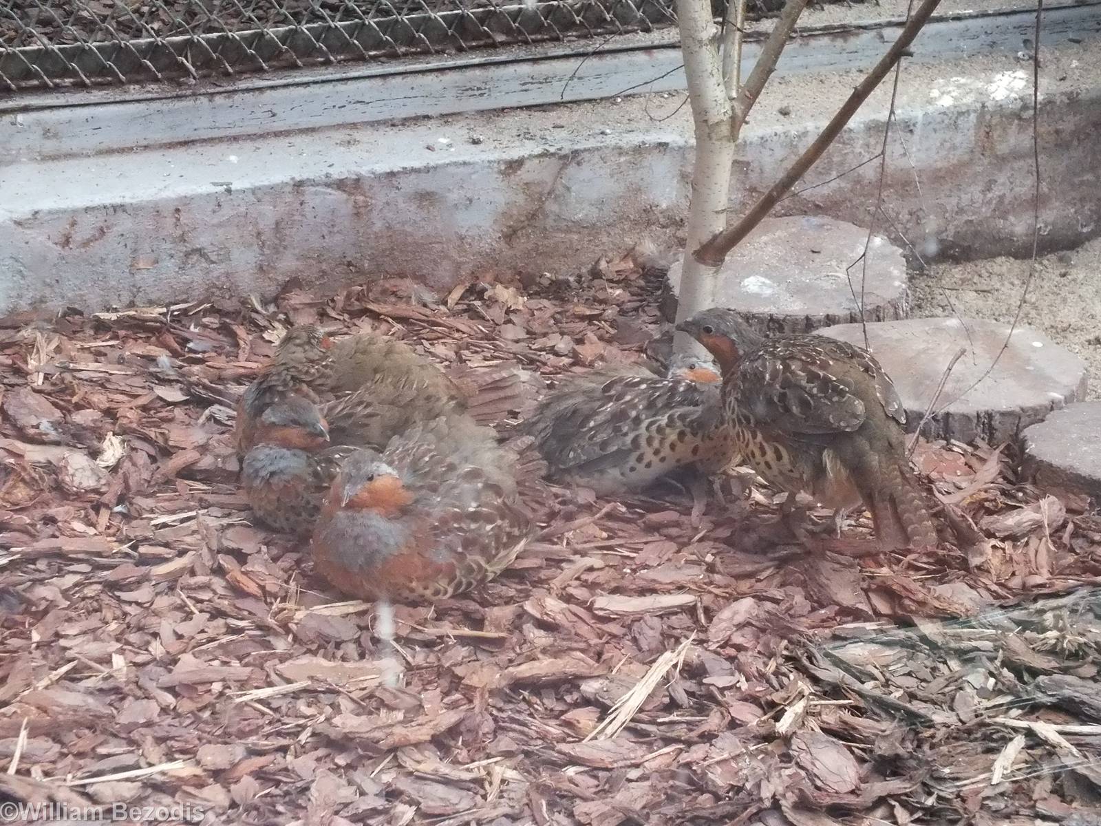 Chinese Bamboo-partridges