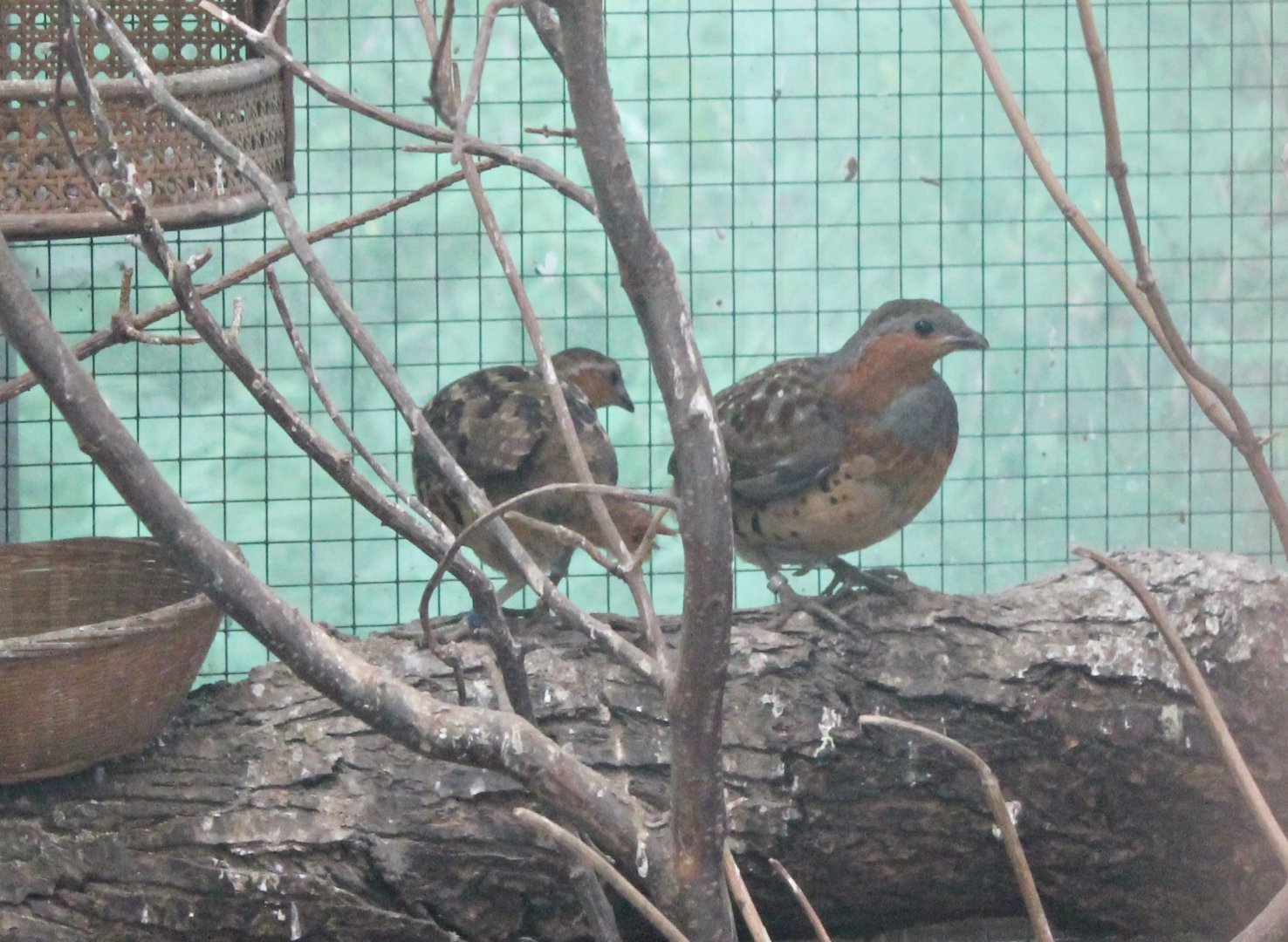 Chinese bamboo partridges
