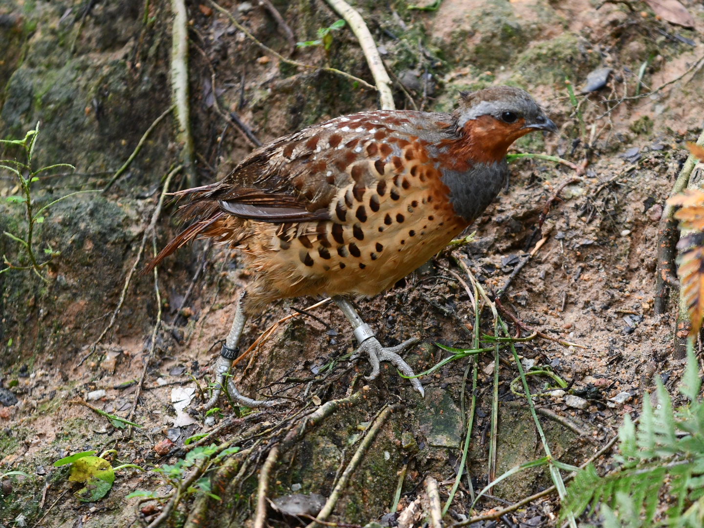 Chinese Bamboo-patridge