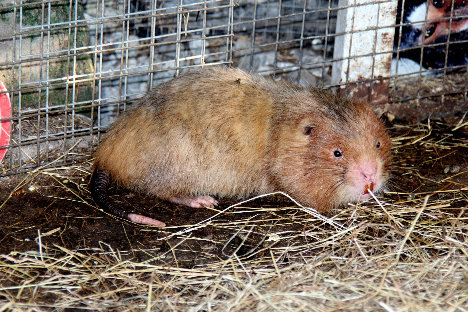 Chinese bamboo rat (Rhizomys sinensis)? Species ID?