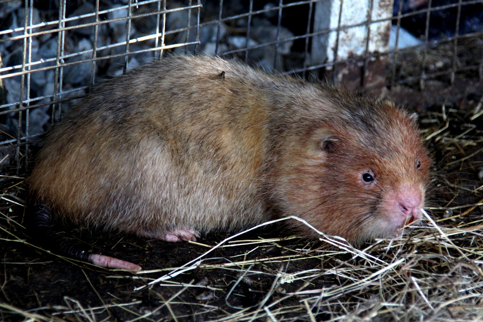 Chinese bamboo rat (Rhizomys sinensis)? Species ID?