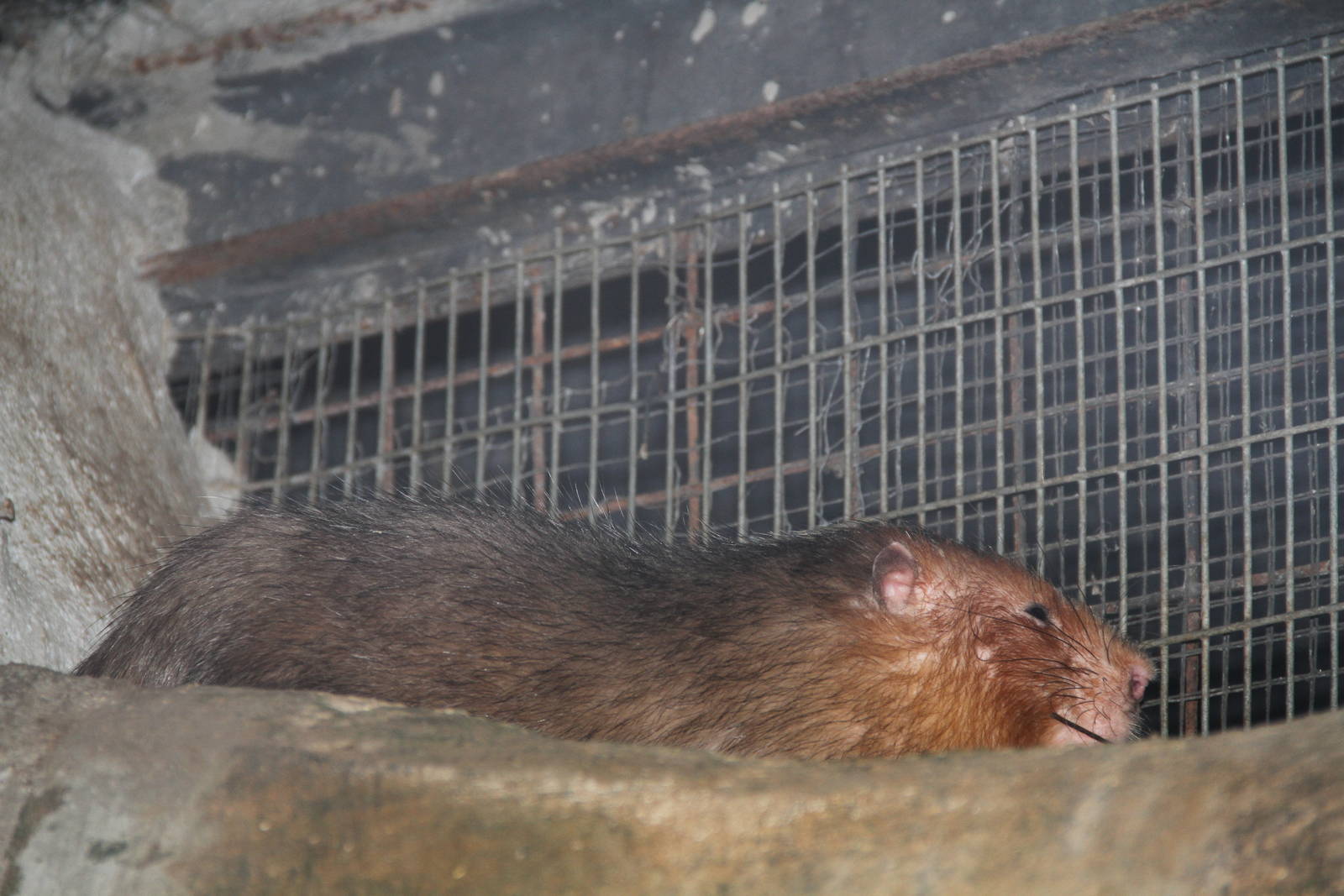 Chinese Bamboo Rat (Rhizomys sinensis)