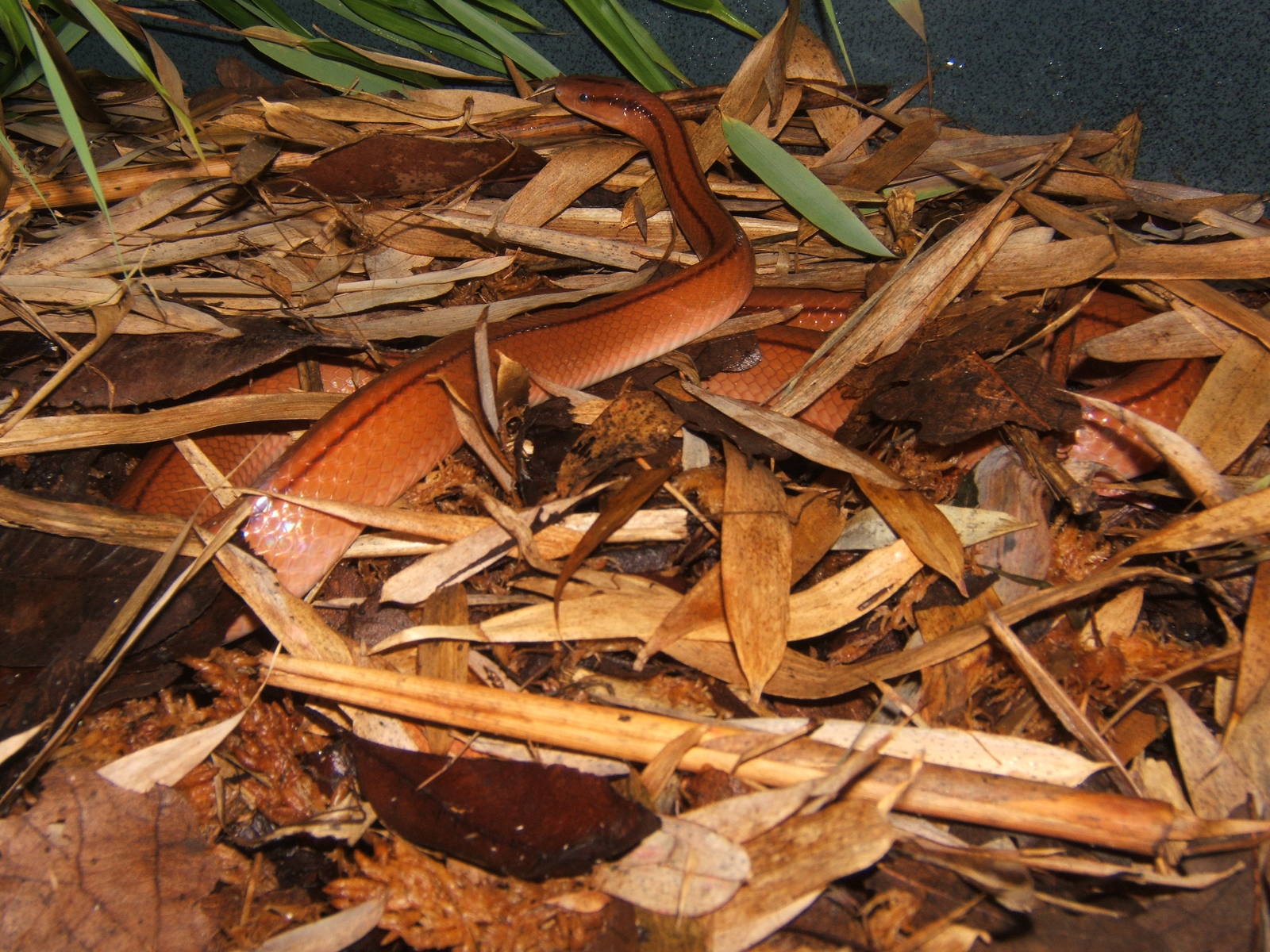 Chinese Bamboo Ratsnake (Oreocryptophis porphyraceus vaillanti)