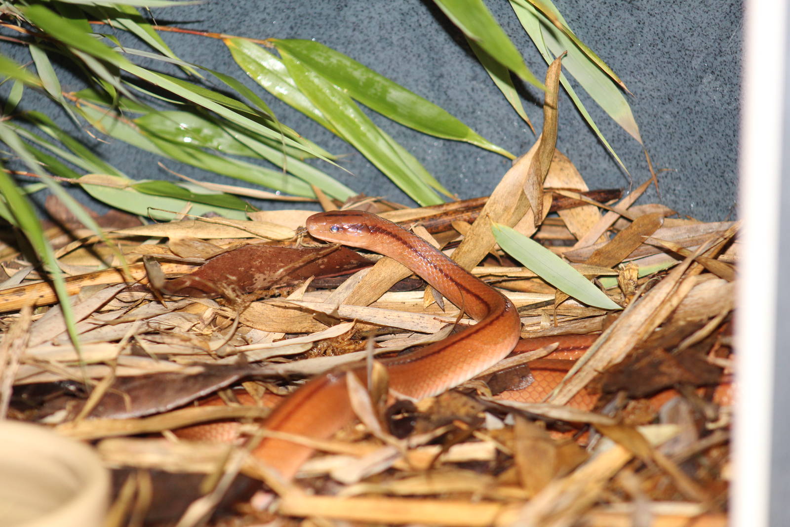 Chinese Bamboo Ratsnake