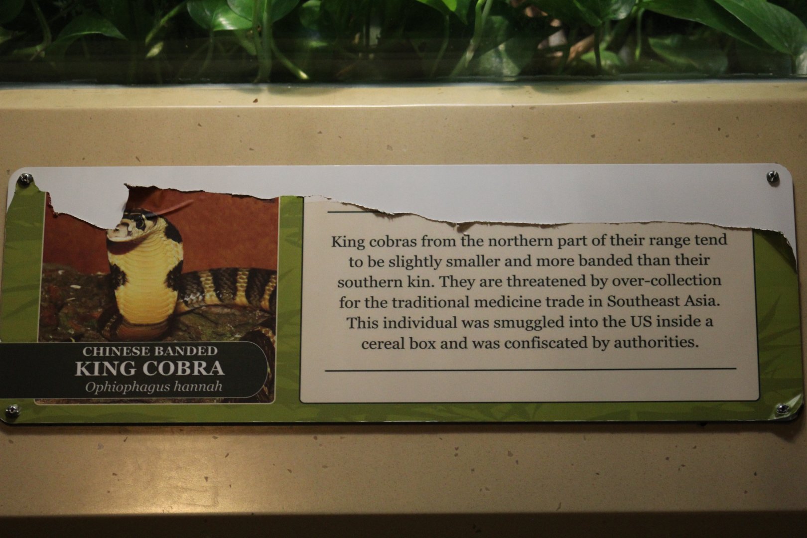 Chinese Banded King Cobra Signage