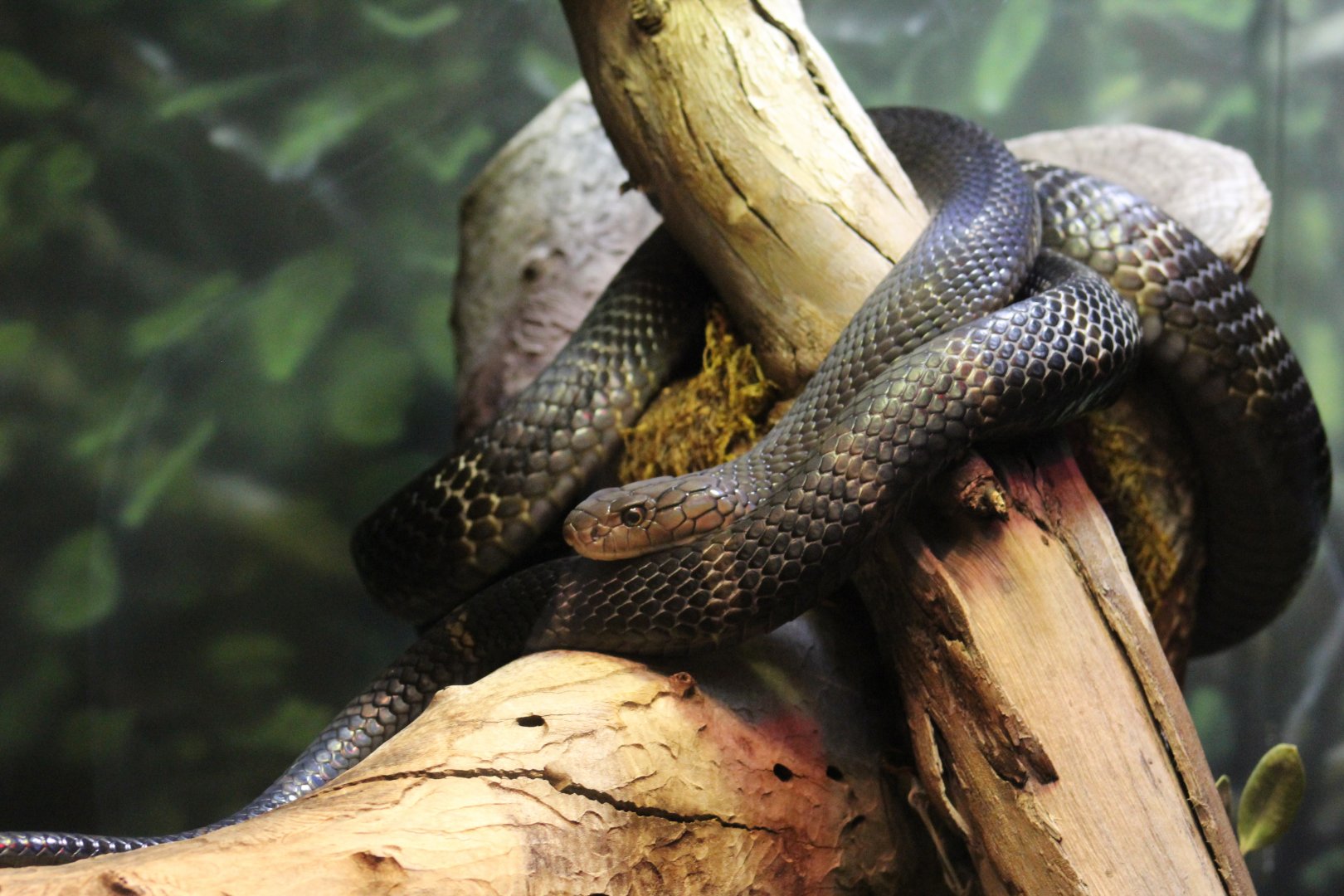 Chinese Banded King Cobra