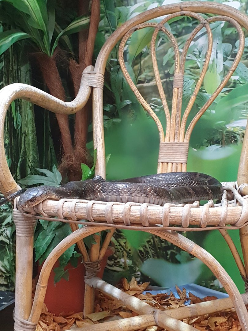 Chinese banded King cobra