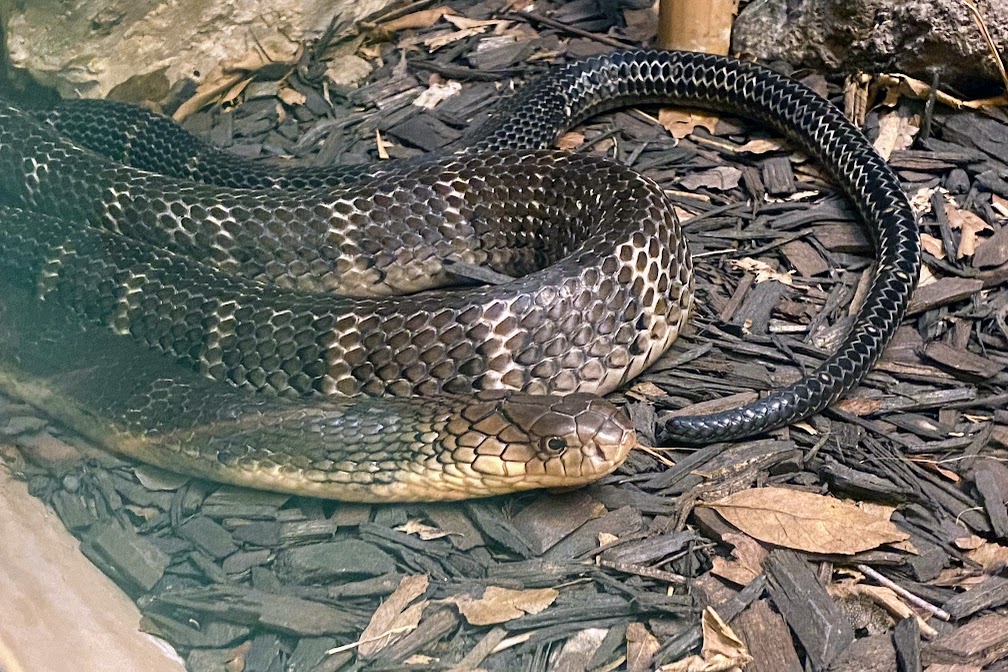 Chinese Banded King Cobra