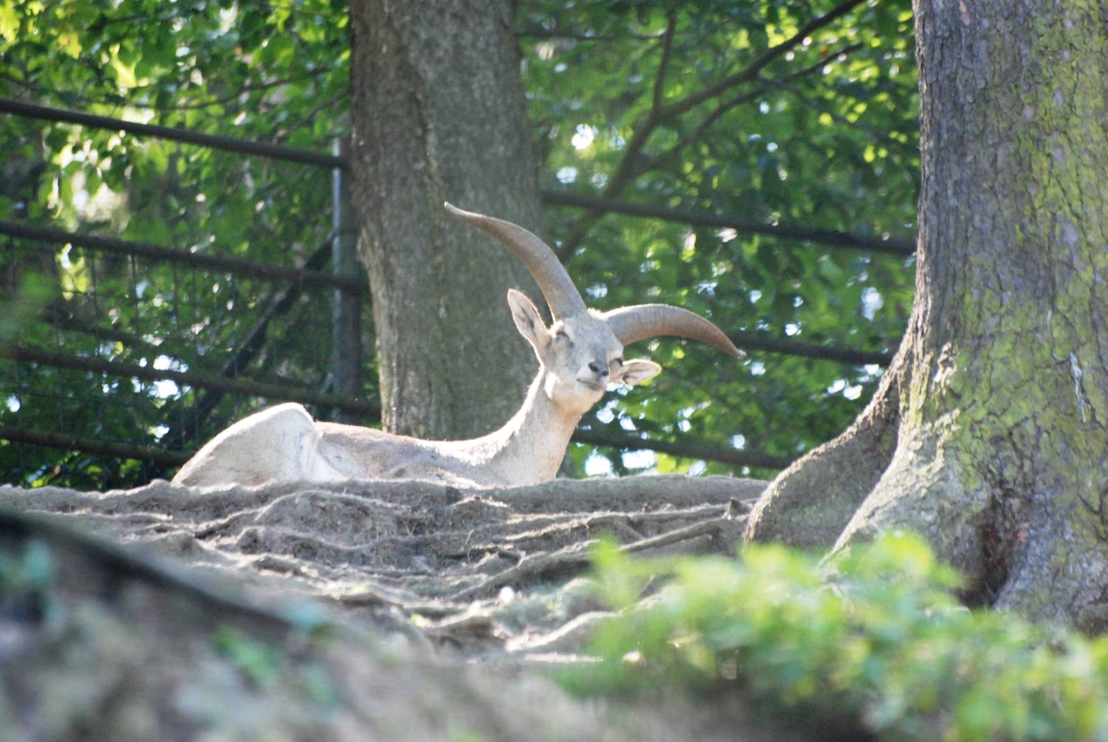 Chinese Bharal at Liberec, 28/08/12