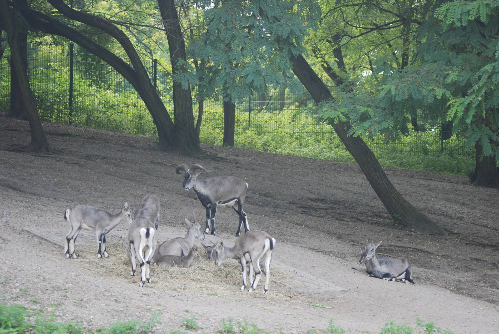 Chinese Bharal at Tierpark Berlin, 30/08/11