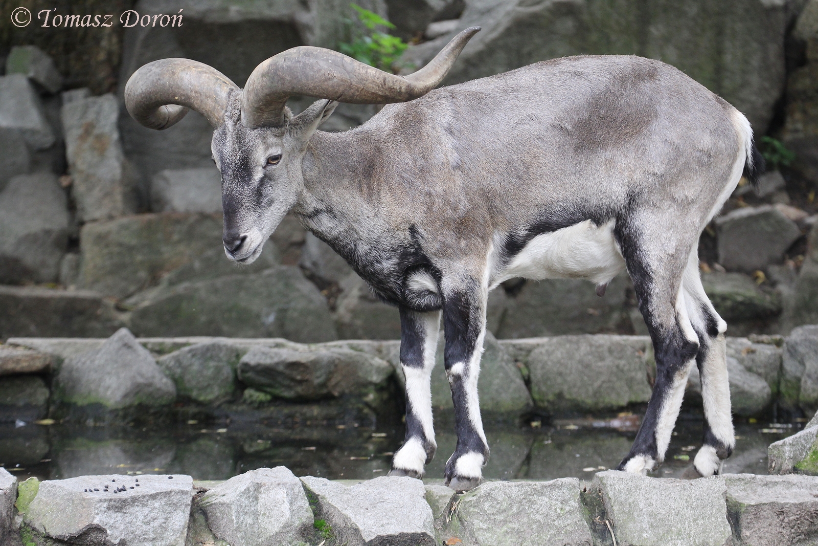 Chinese Bharal (Pseudois nayaur szechuanensis), ad. male, September 2017