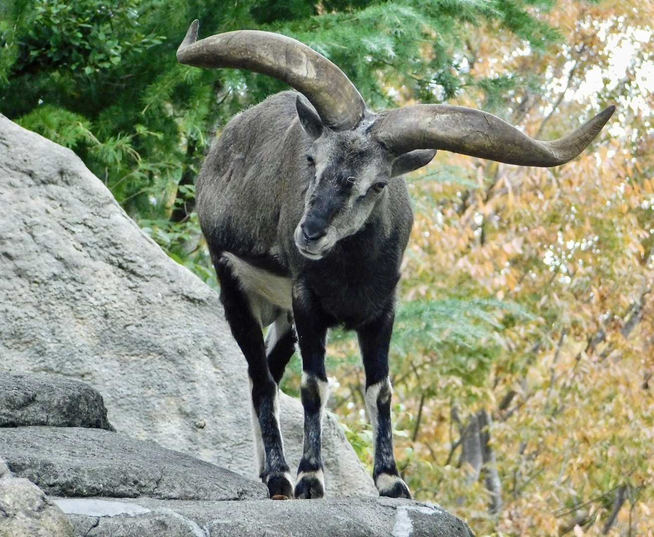 Chinese Bharal (Pseudois nayaur szechuanensis) November 1, 2025