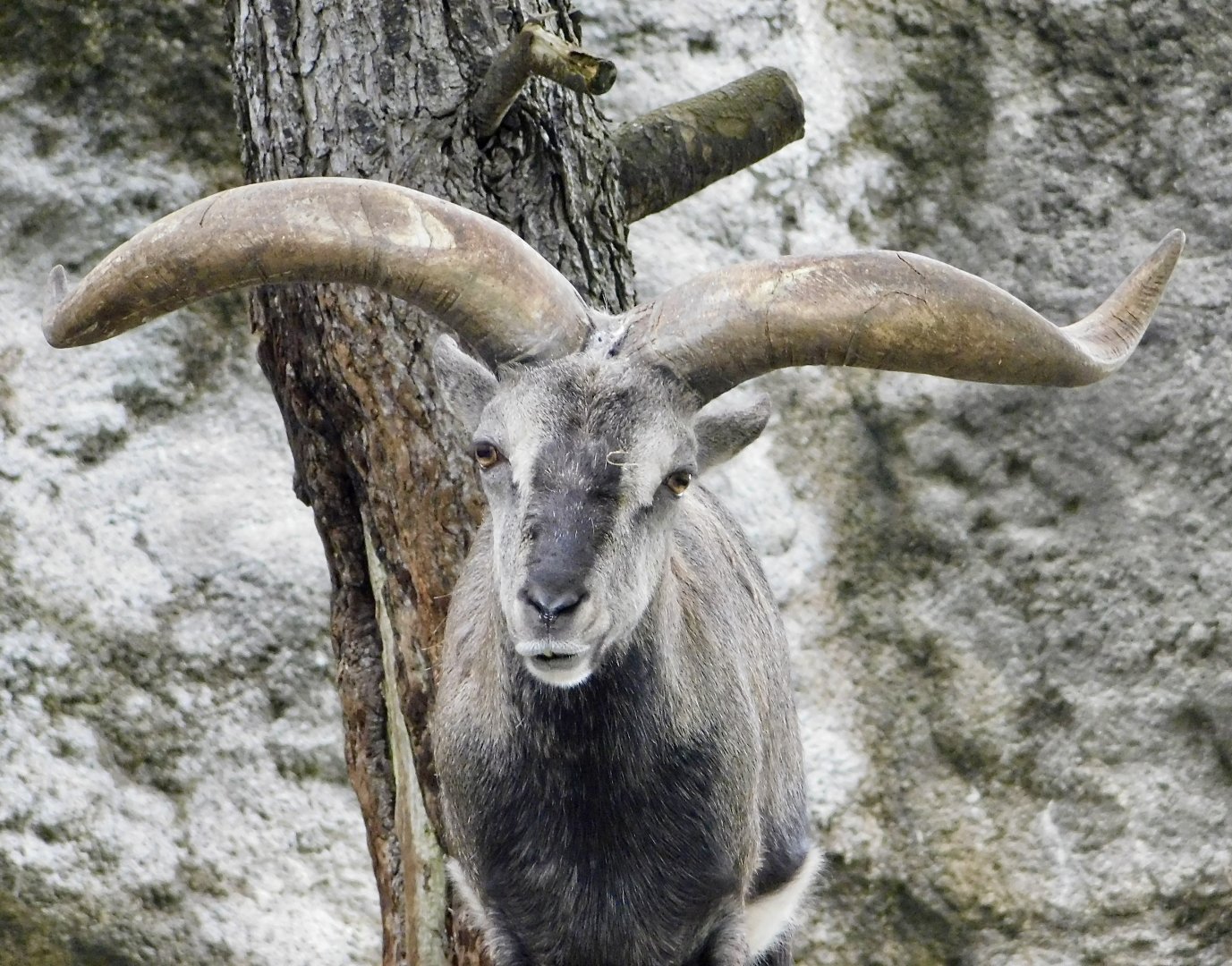 Chinese Bharal (Pseudois nayaur szechuanensis) November 1, 2025