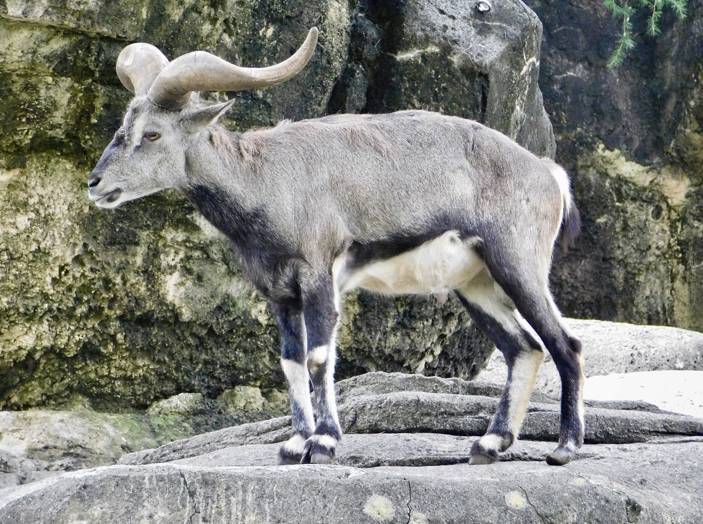 Chinese Bharal (Pseudois nayaur szechuanensis) November 1, 2025
