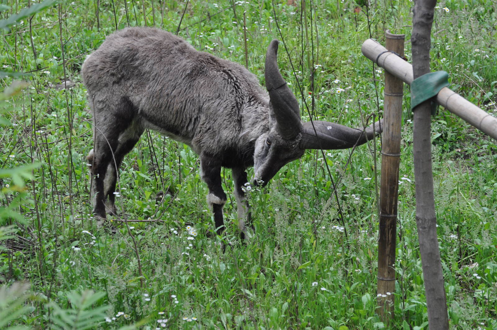 Chinese bharal/ Pseudois nayaur szechuanensis