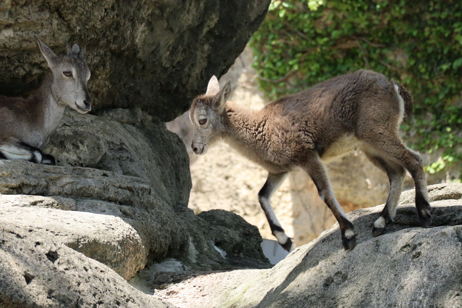 Chinese bharal (Pseudois nayaur szechuanensis)