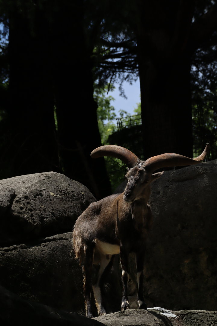 Chinese bharal (Pseudois nayaur szechuanensis)