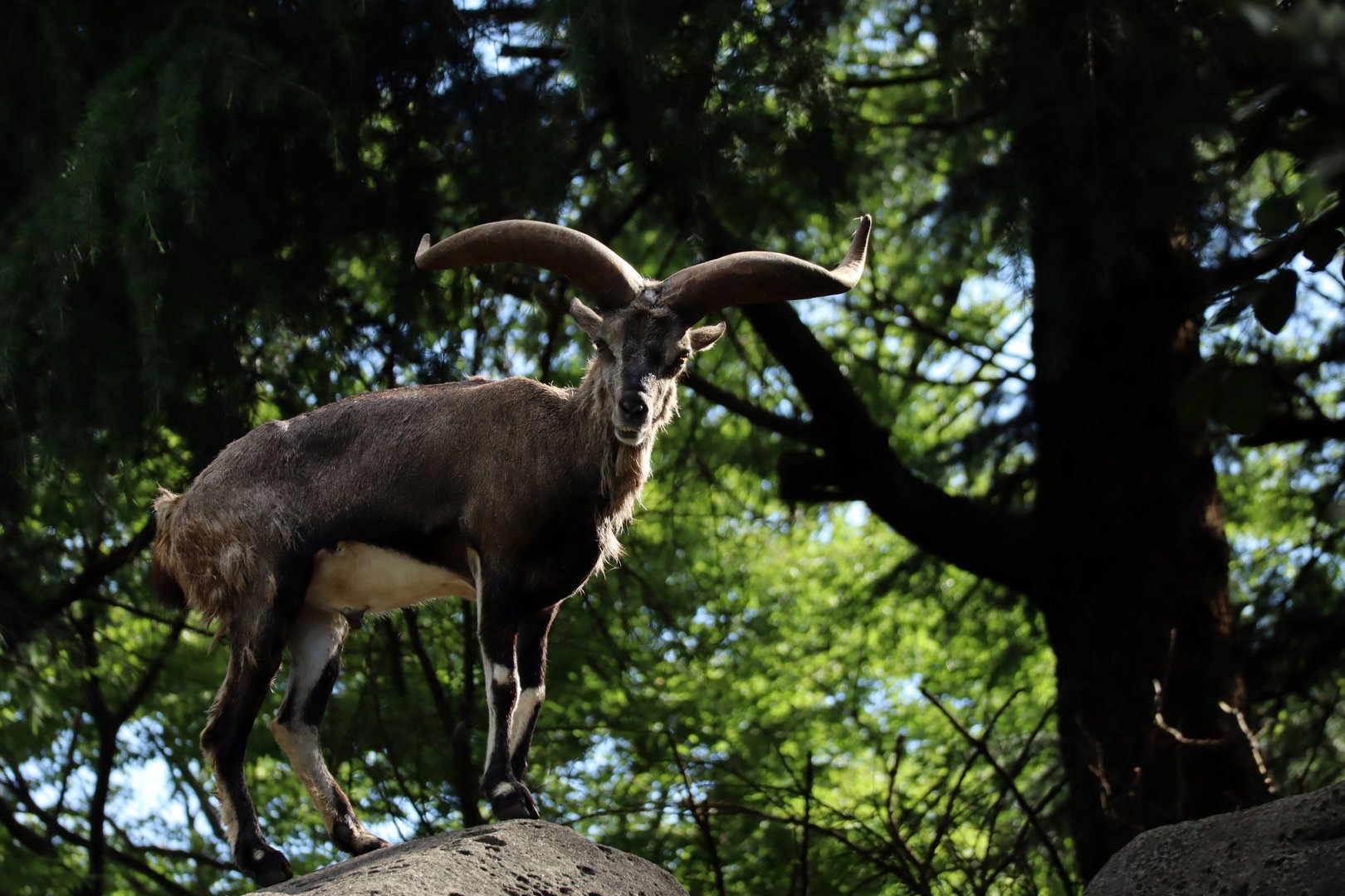 Chinese bharal (Pseudois nayaur szechuanensis)