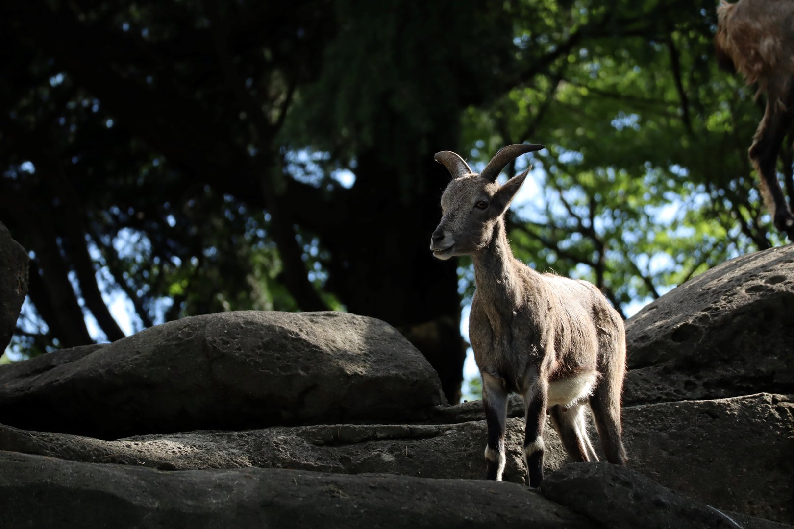 Chinese bharal (Pseudois nayaur szechuanensis)