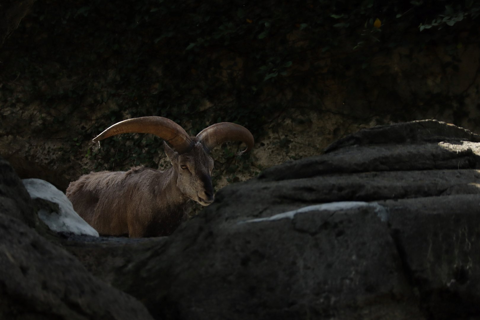 Chinese bharal (Pseudois nayaur szechuanensis)