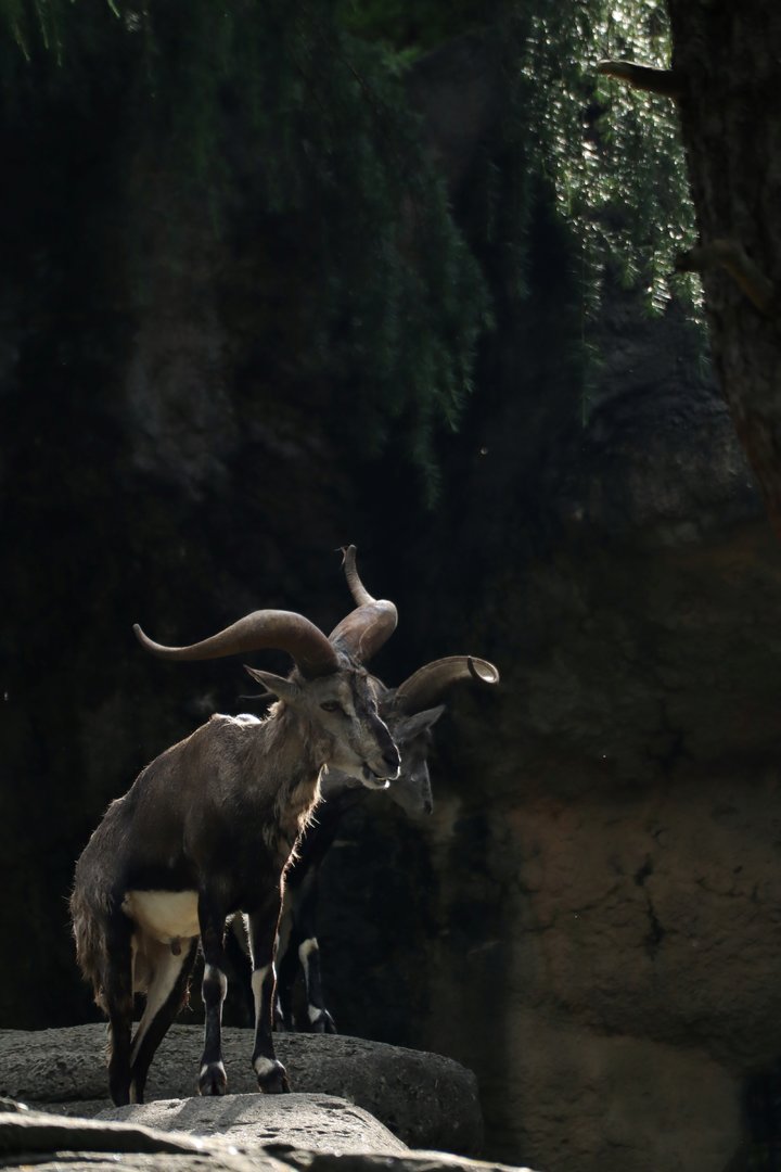 Chinese bharal (Pseudois nayaur szechuanensis)