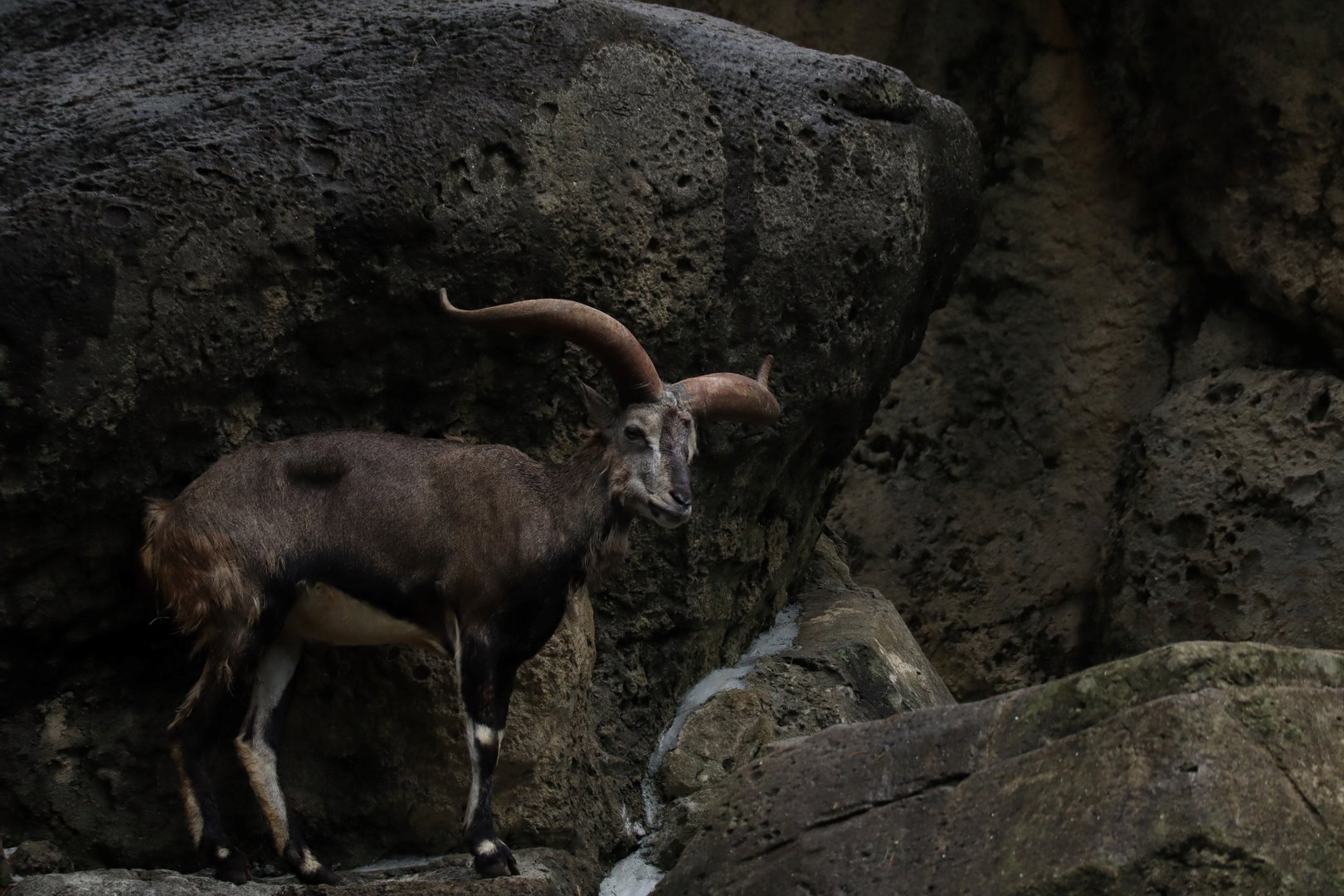 Chinese bharal (Pseudois nayaur szechuanensis)