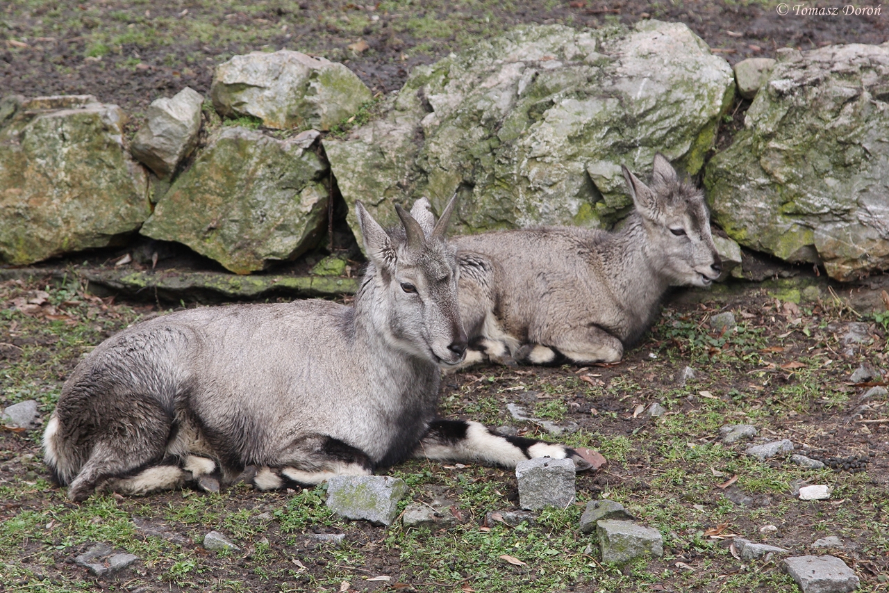 Chinese Bharals (Pseudois nayaur szechuanensis)