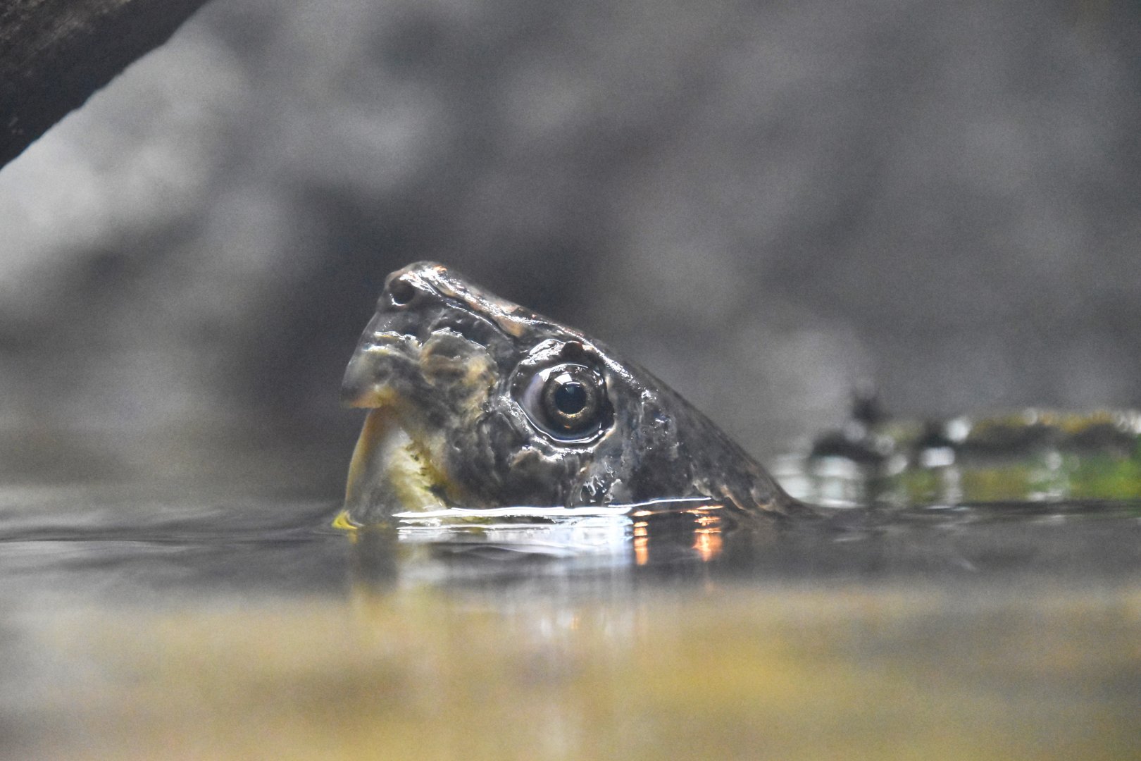 Chinese big-headed turtle, Platysternon megacephalum megacephalum