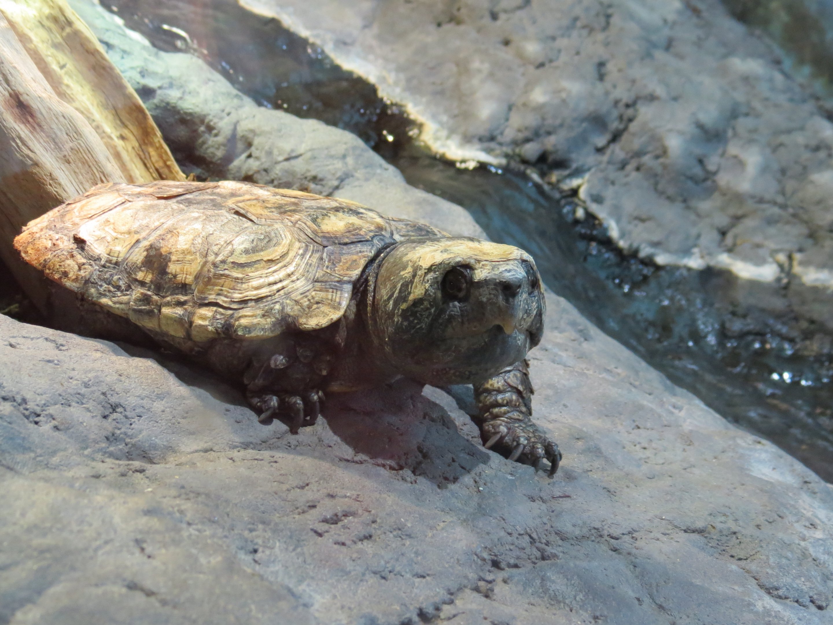 Chinese Big-Headed Turtle