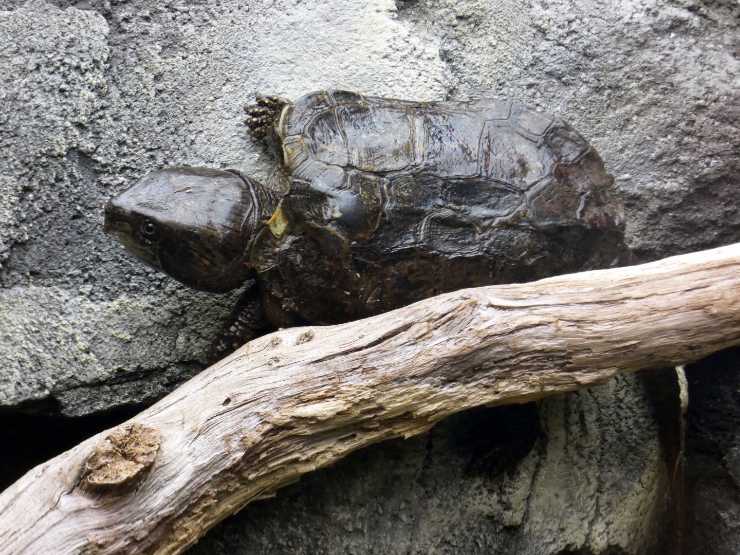 Chinese big-headed turtle