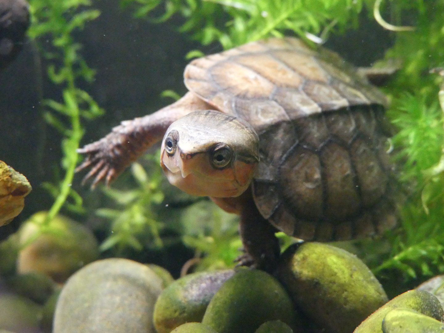 Chinese Big Headed Turtle