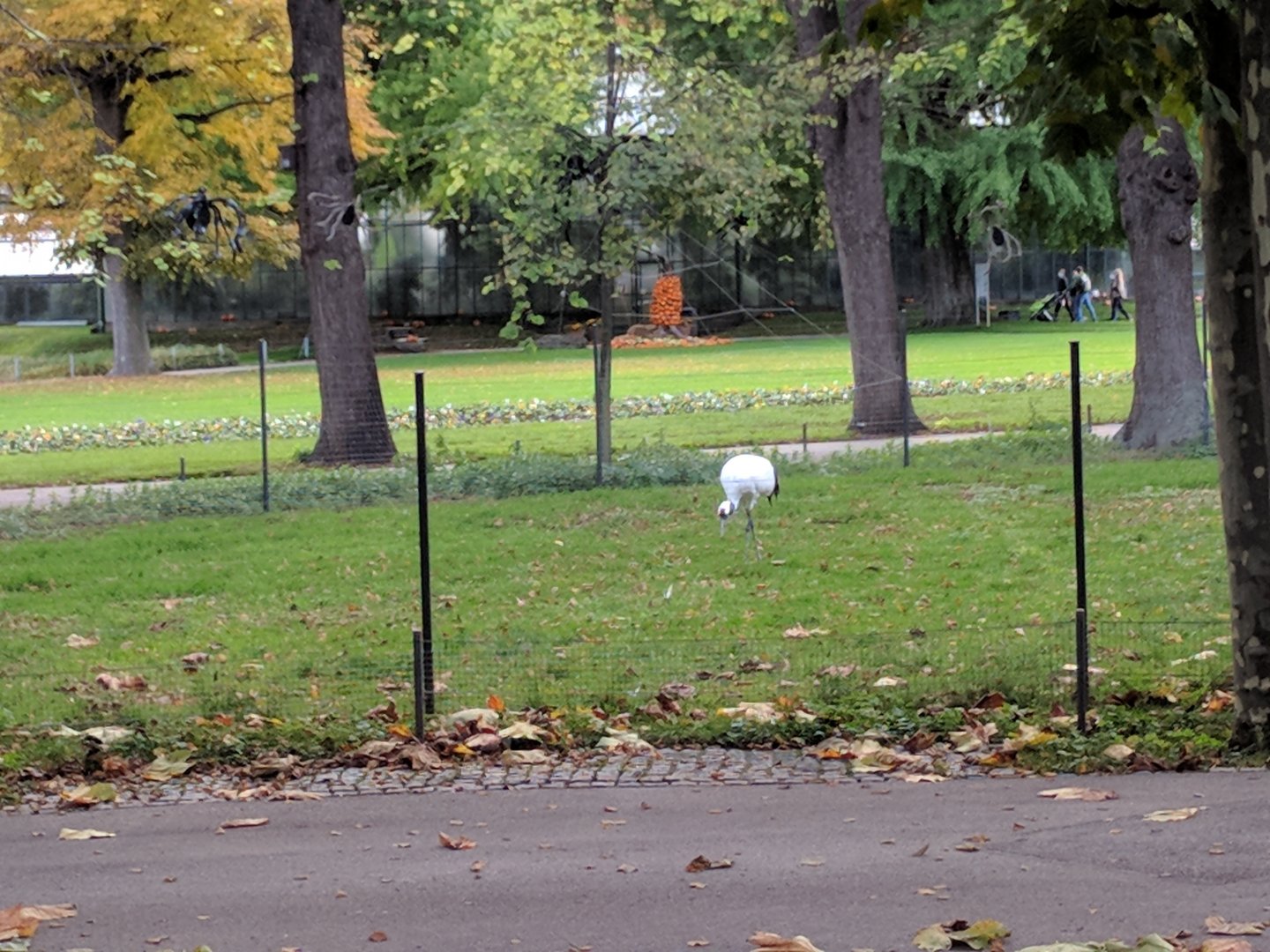 Chinese Bird Enclosure