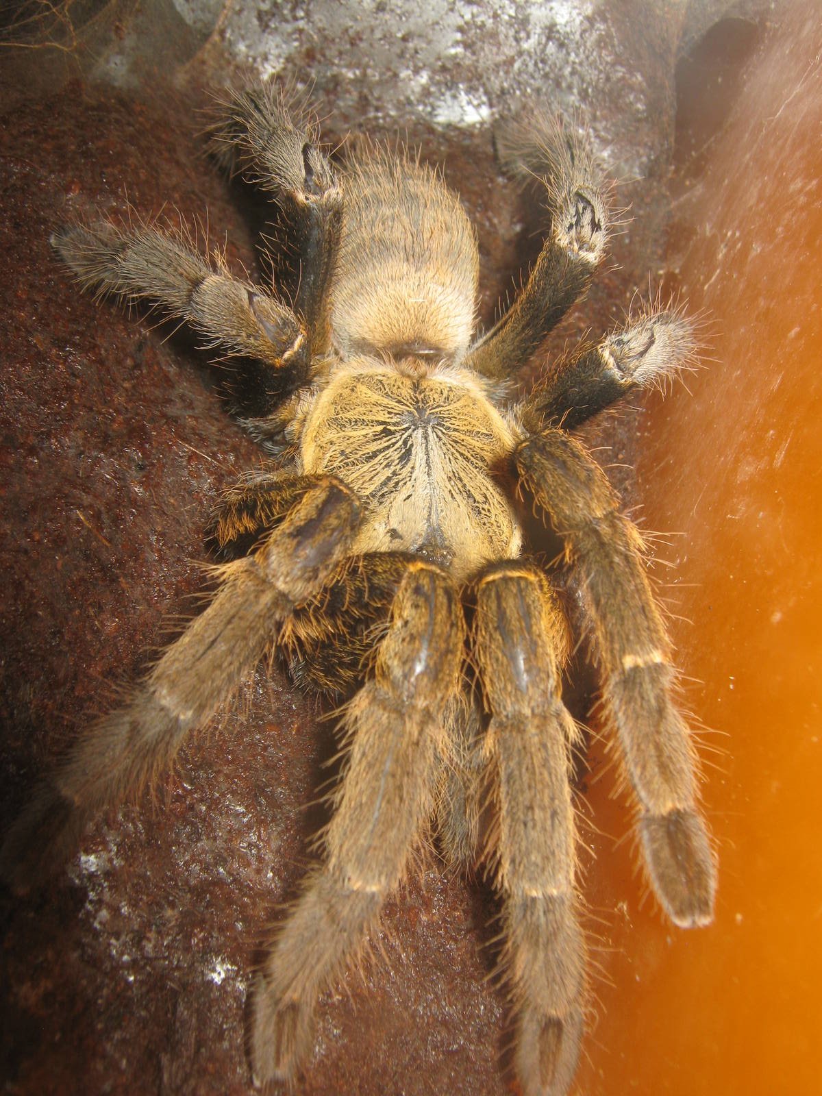 Chinese bird spider (Haplopelma schmidti)