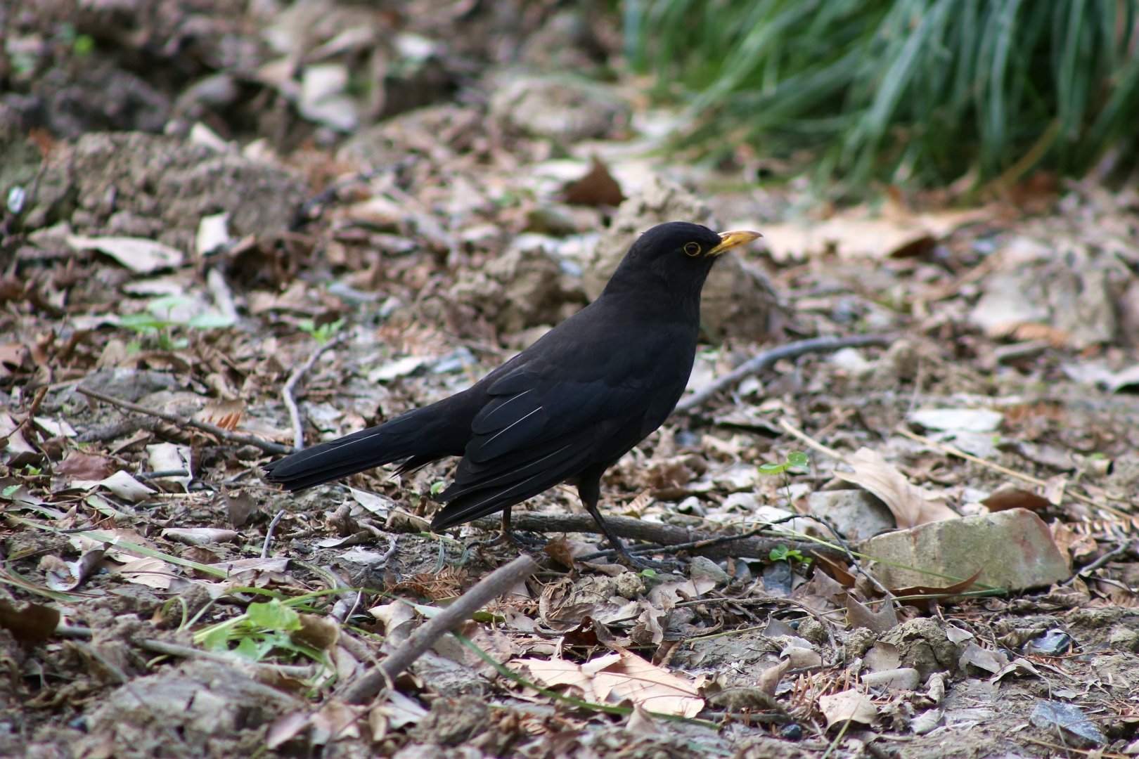 Chinese Blackbird (Turdus mandarinus), Wild