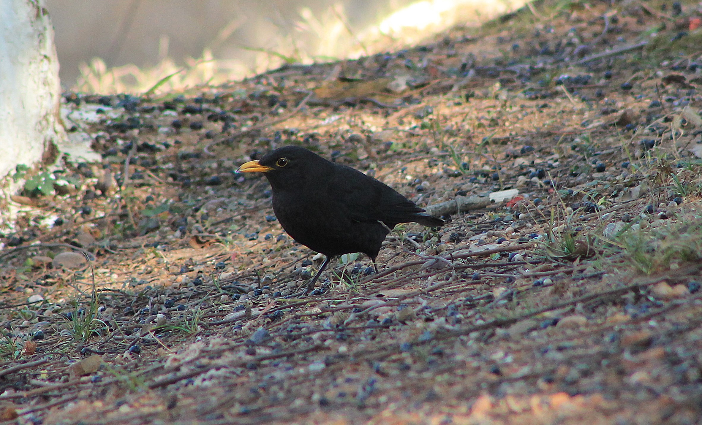 Chinese Blackbird (Turdus mandarinus)