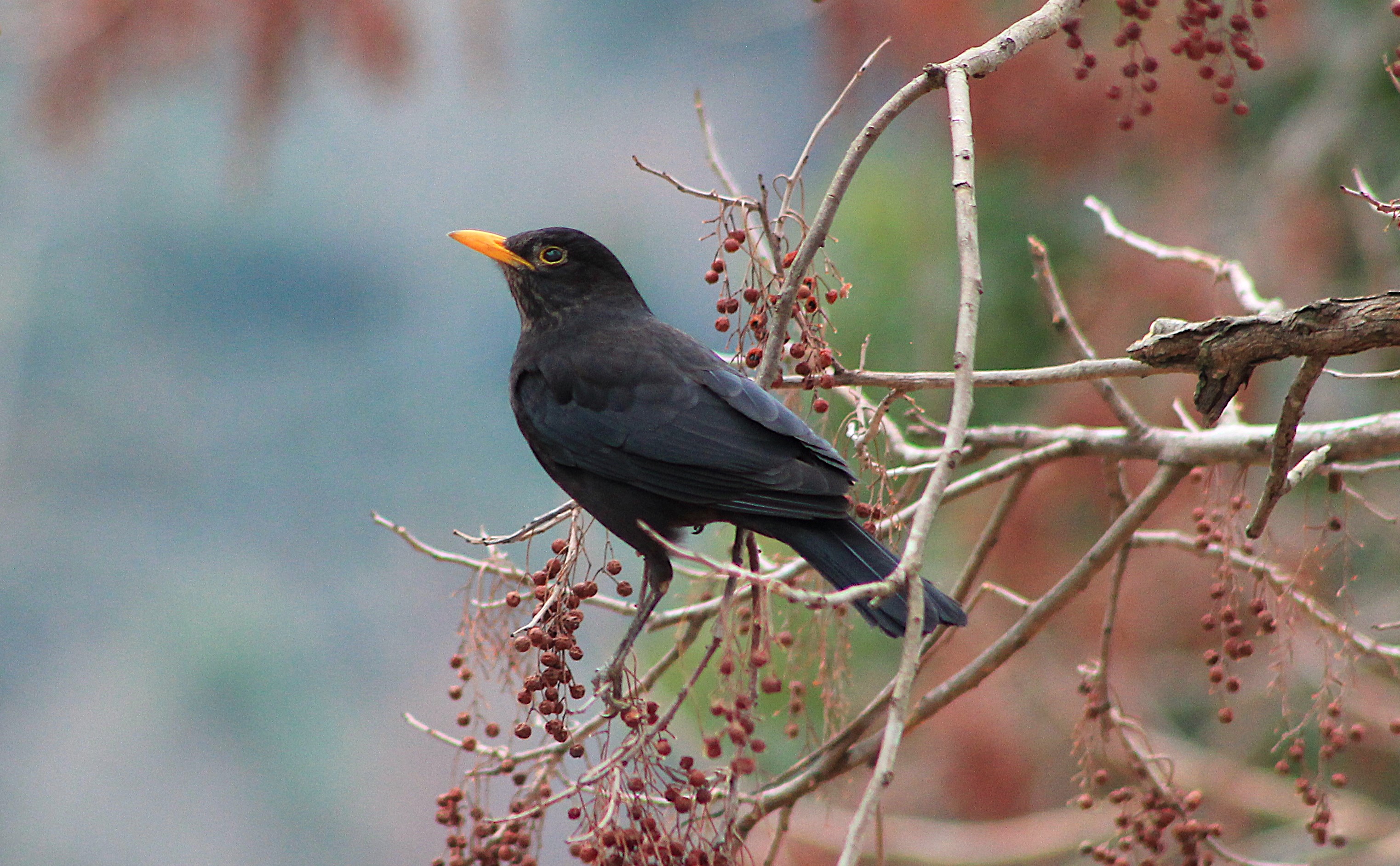 Chinese Blackbird (Turdus mandarinus)