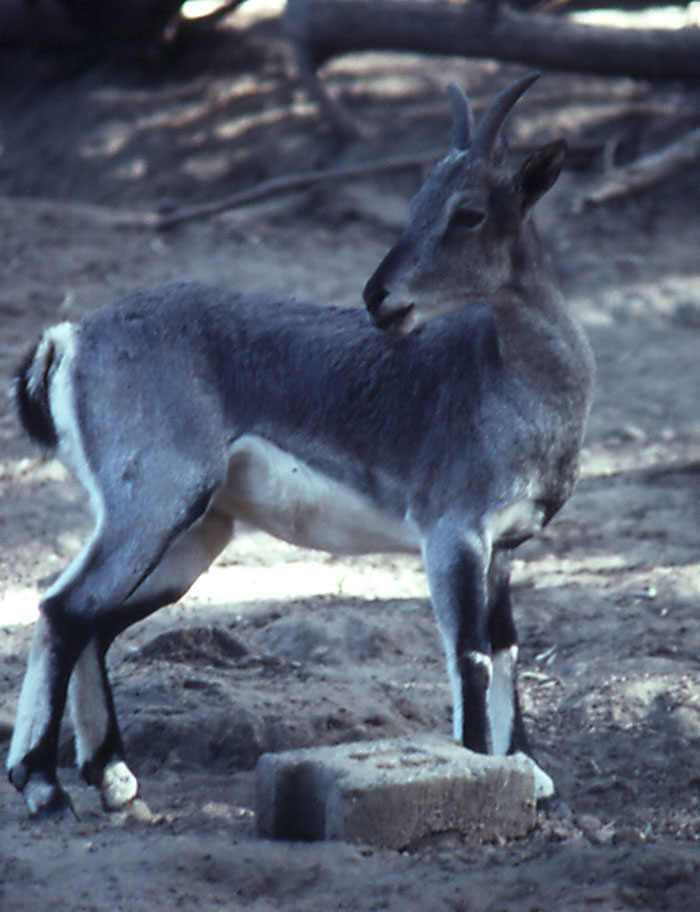 Chinese Blue Sheep (Bharal) - 1992