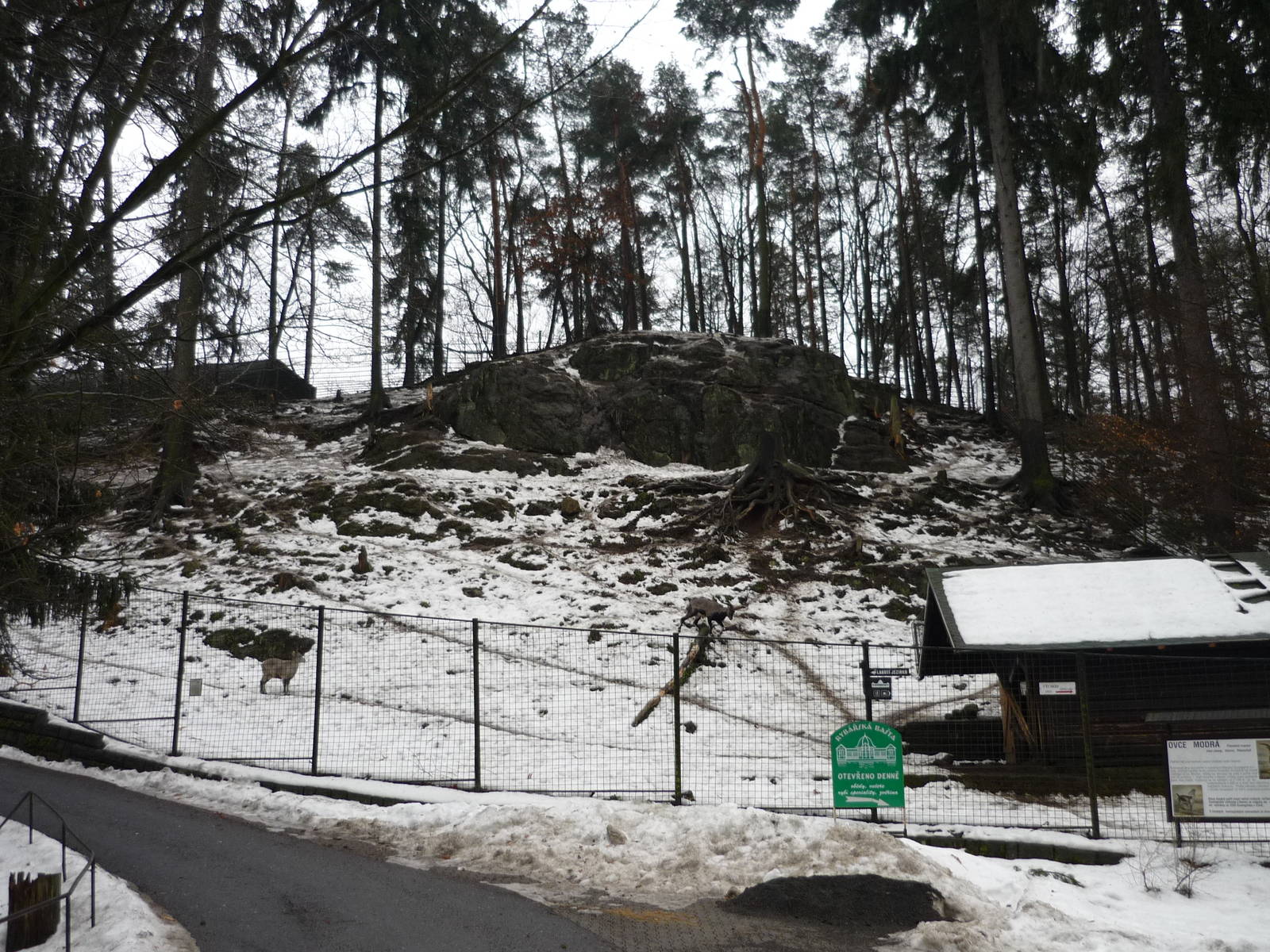 Chinese Blue Sheep Exhibit