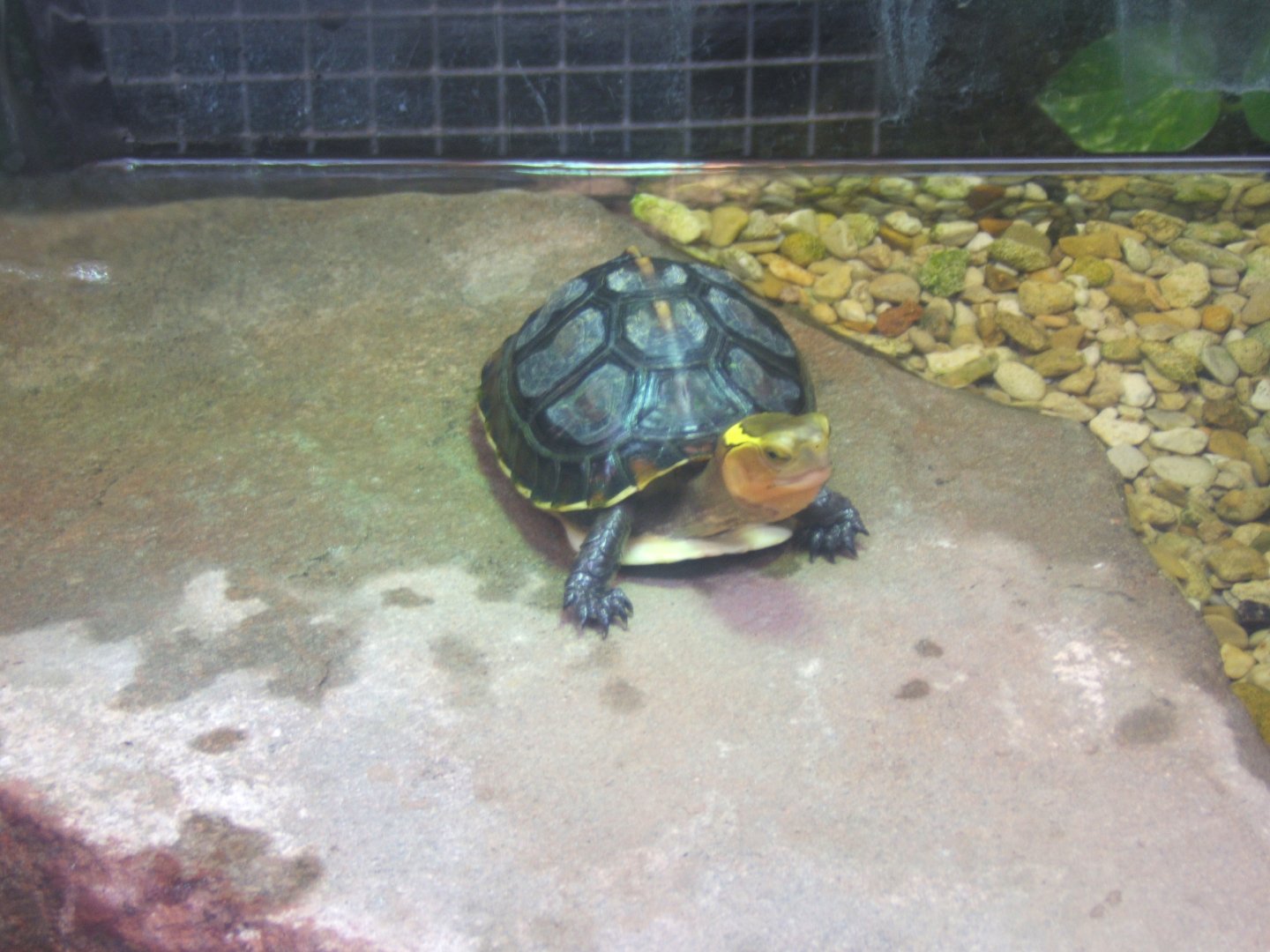 Chinese Box Turtle 03/02/2018