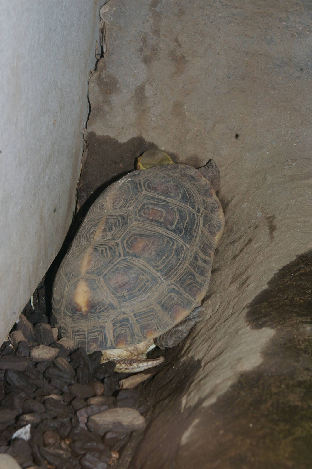 Chinese box turtle (Cuora flavomarginata)