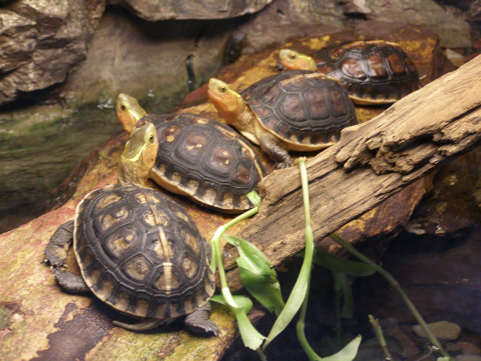 Chinese box turtle (Cuora flavomarginata)